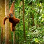 Orangutans & Rainforests: A Journey Through Borneo’s Wild Wonders